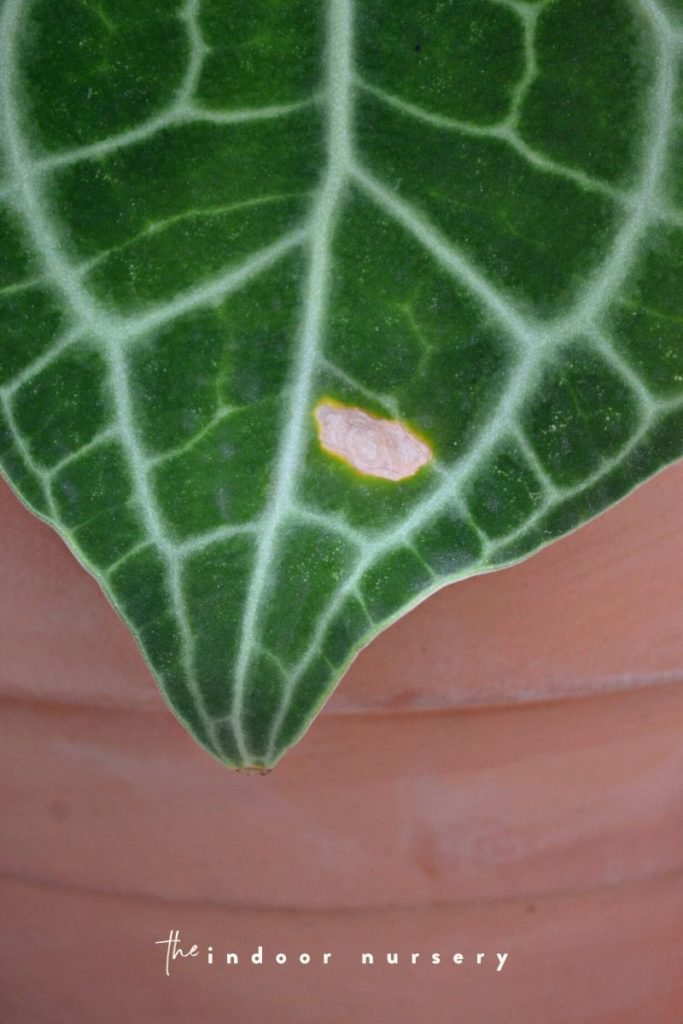 Plant sunburn why it happens and how to prevent it