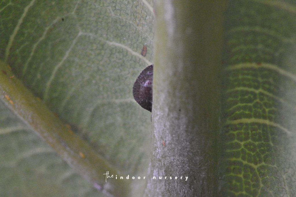 scale on fiddle leaf fig