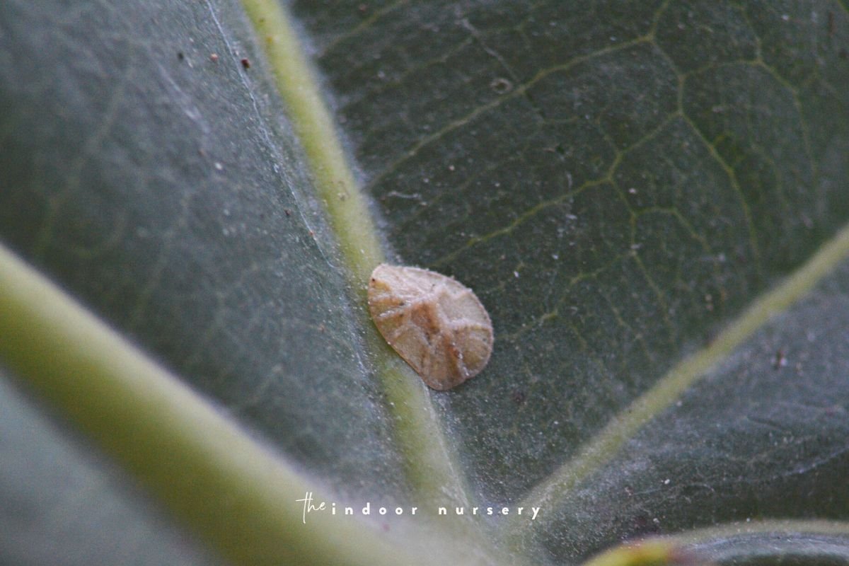 scale on fiddle leaf fig