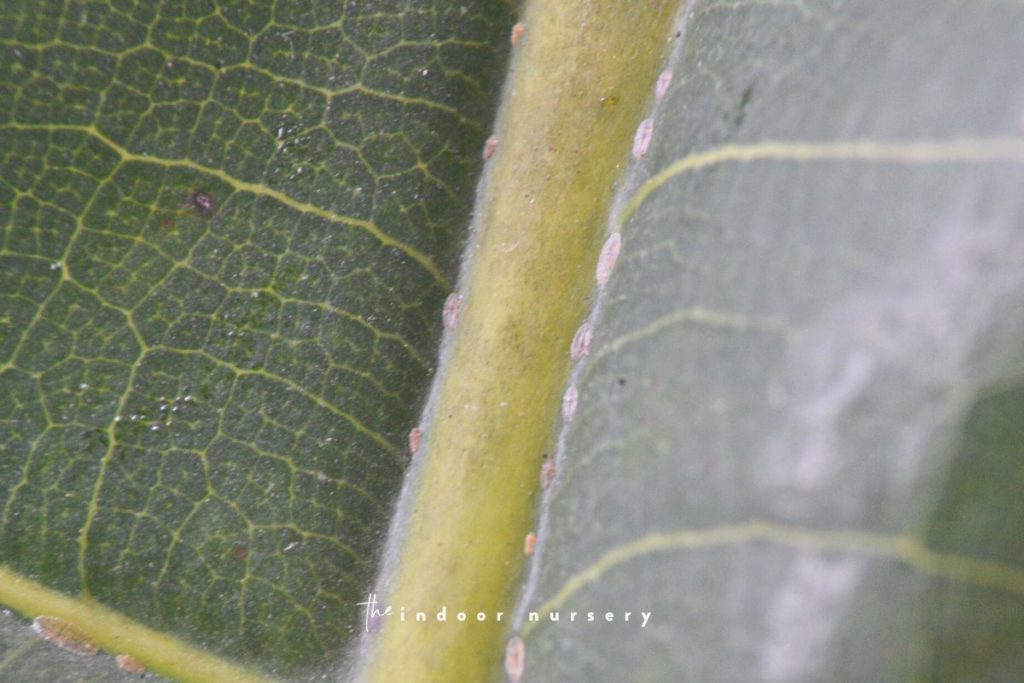 young scale on fiddle leaf fig