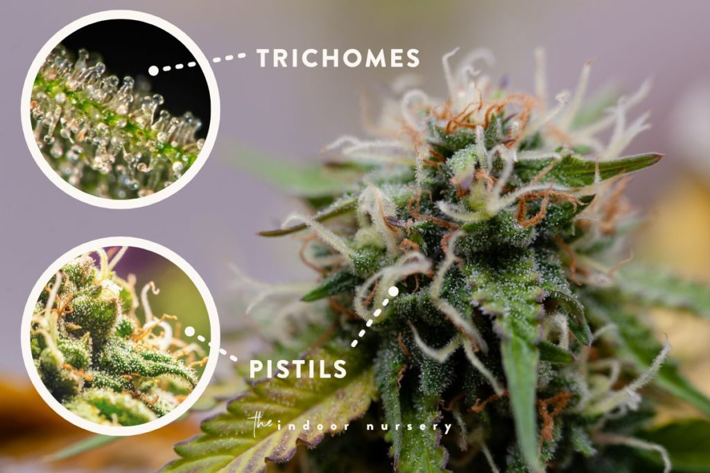 up close picture of flowering stage of cannabis plant with pistils and trichomes
