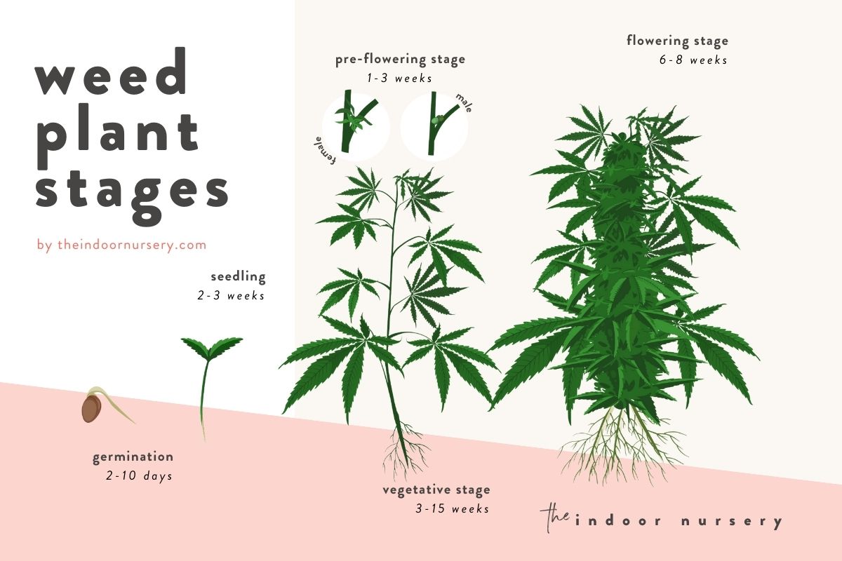 weed plant stages graphic