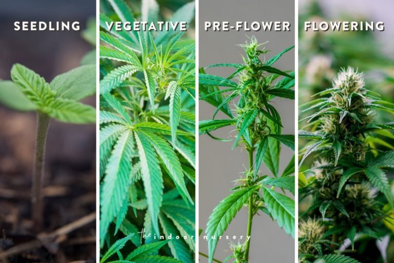 How to harvest cannabis (and use the entire plant)