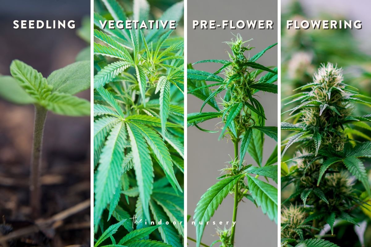 weed-plants-stages-outdoor