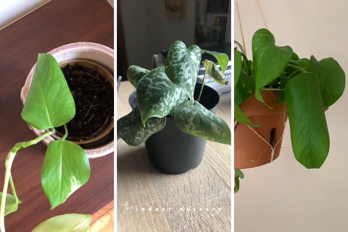 Why are my pothos leaves curling? Here’s what to know.