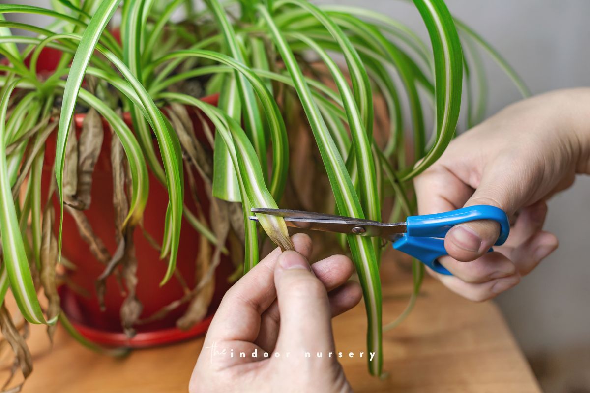 trim browning tips on spider plant
