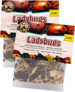 Nature's Good Guys 3000 Live Ladybugs