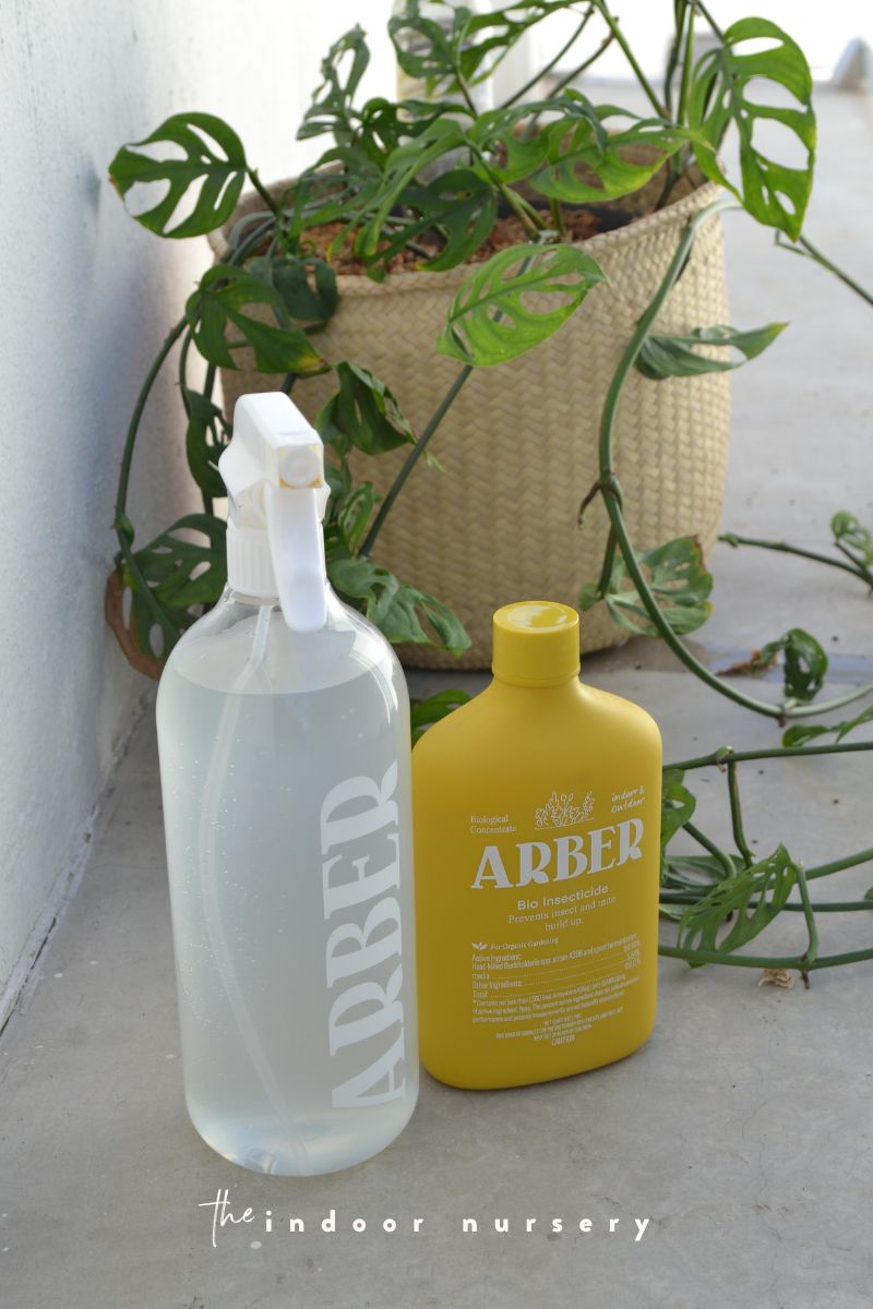 arber bio insecticide on swiss cheese plant