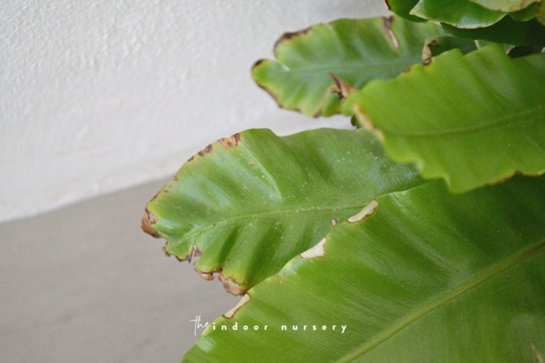 Bird’s nest fern with brown tips? Here’s what to do.