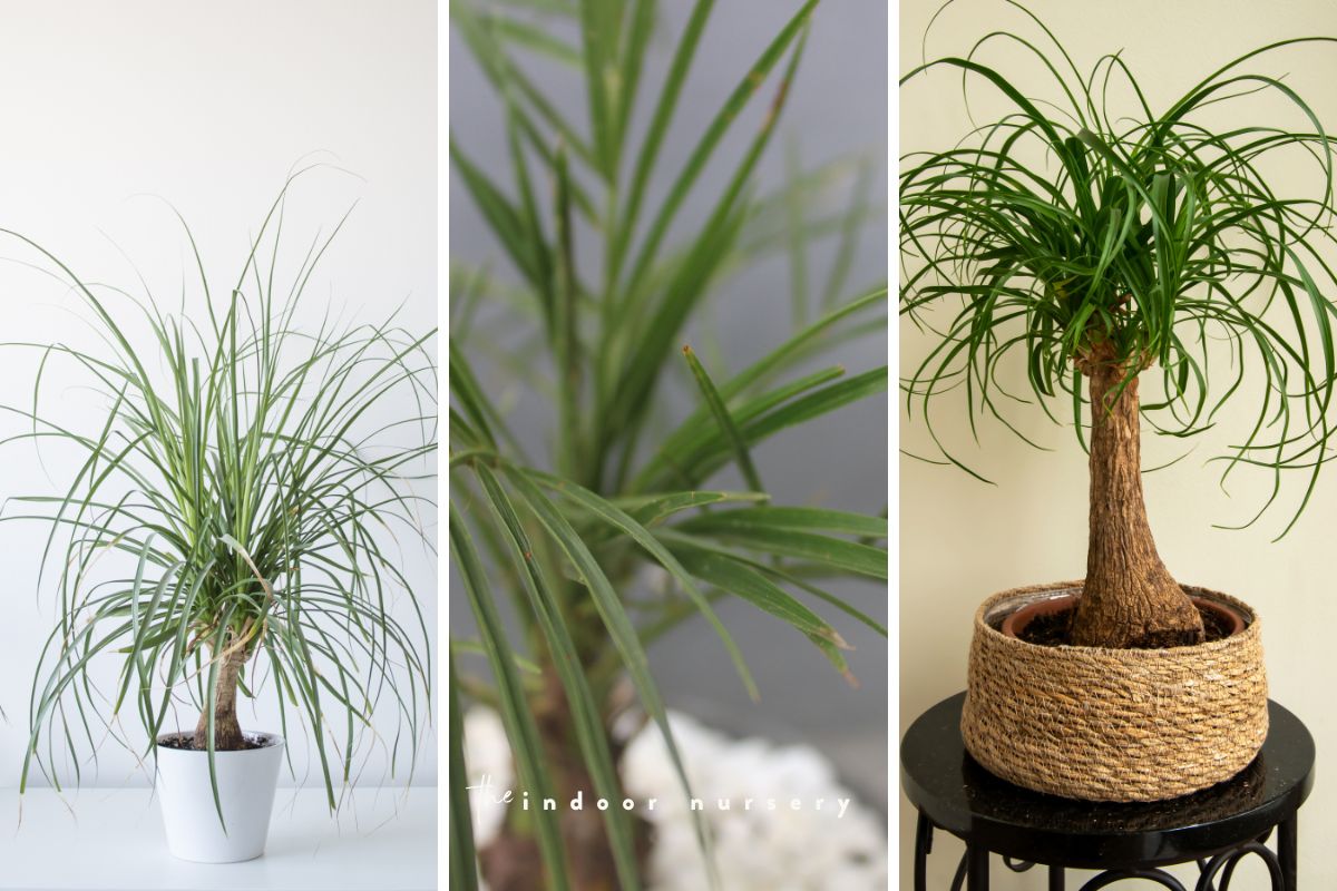 Bonsai palm tree care: How to care for palm tree bonsais