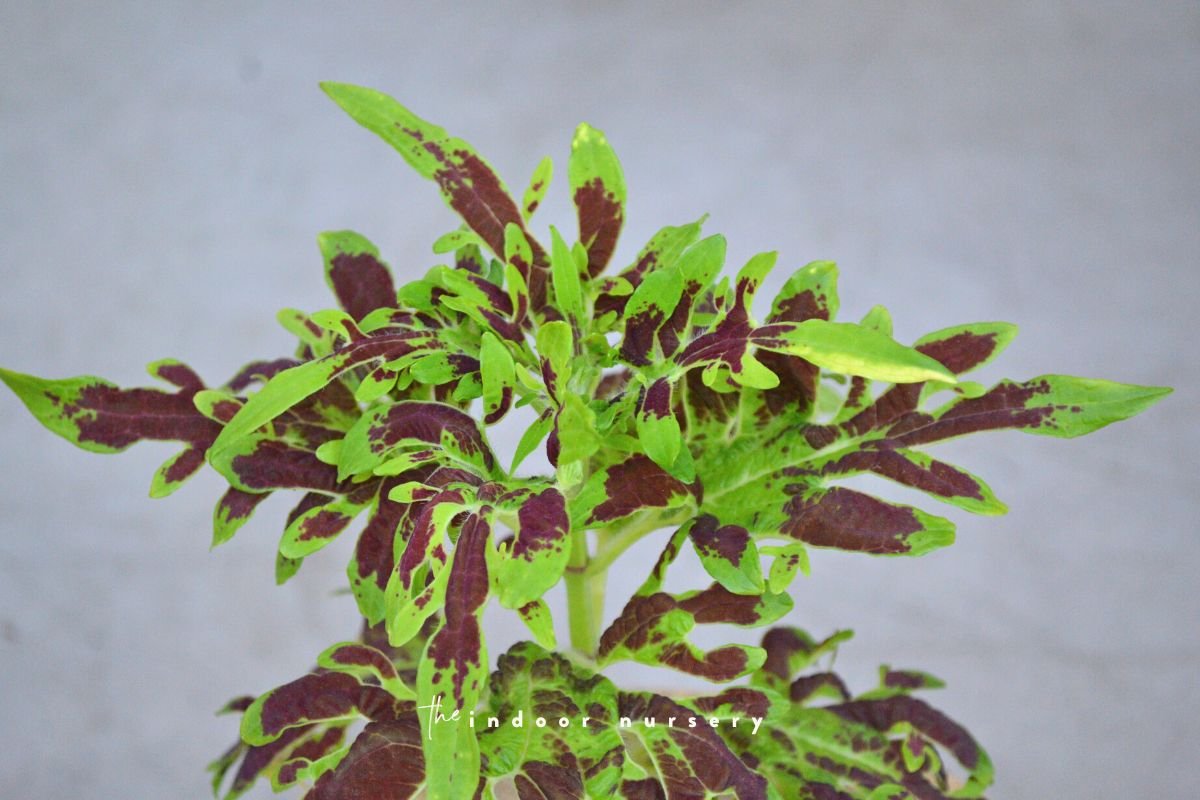 Organic plant food my Arber Plant Food review