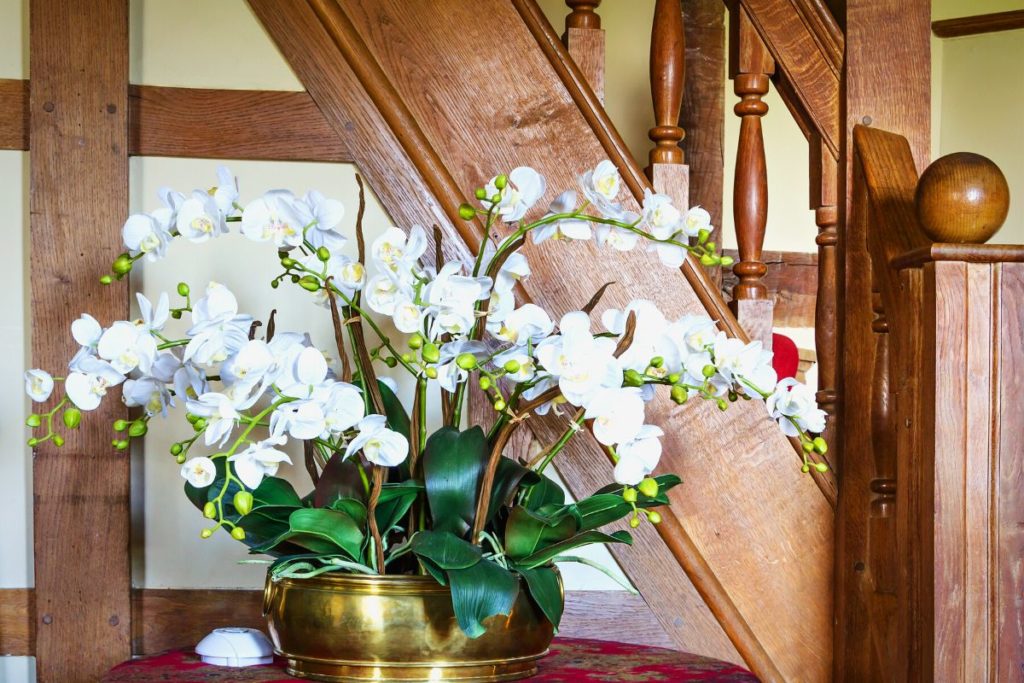 growing orchids with long lasting blooms