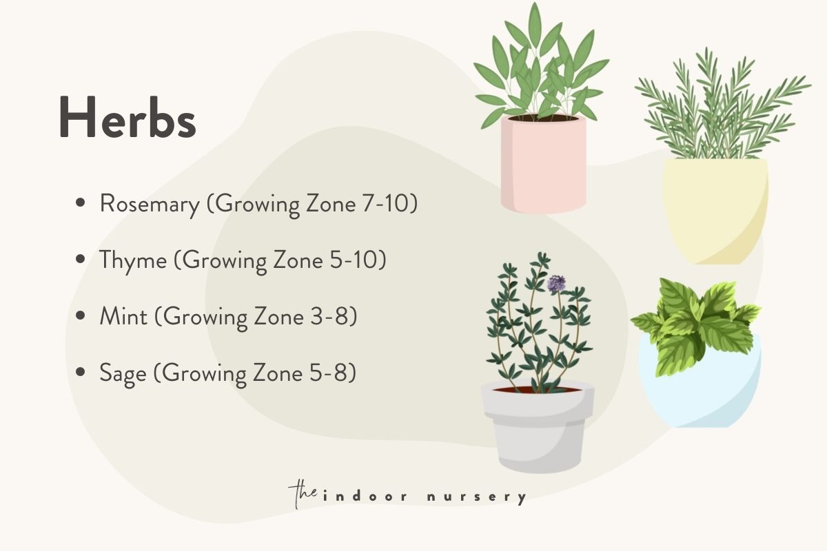 fresh herbs growing zones