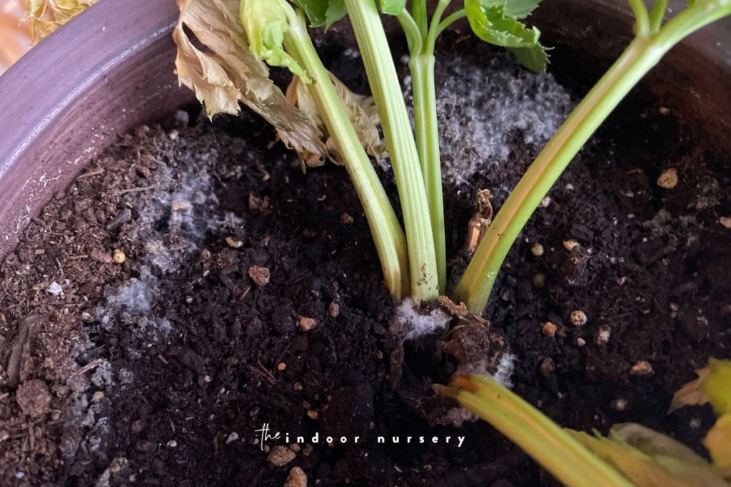 mold on soil indoor celery plant