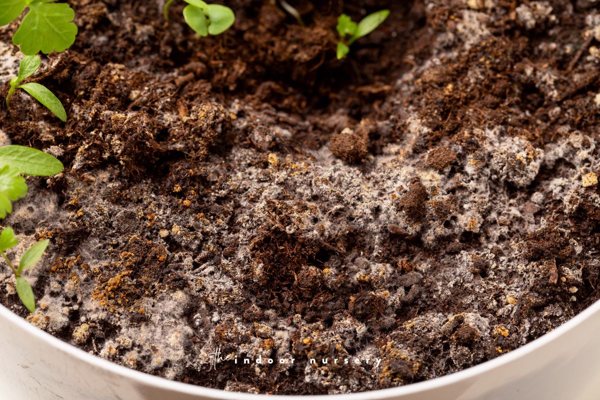 Is that mold on plant soil? Here’s what you need to know.
