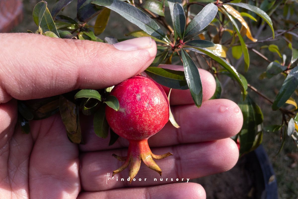 pomegranate bonsai dwarf pomegranate fruit
