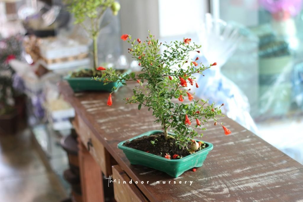 pomegranate bonsai indoors