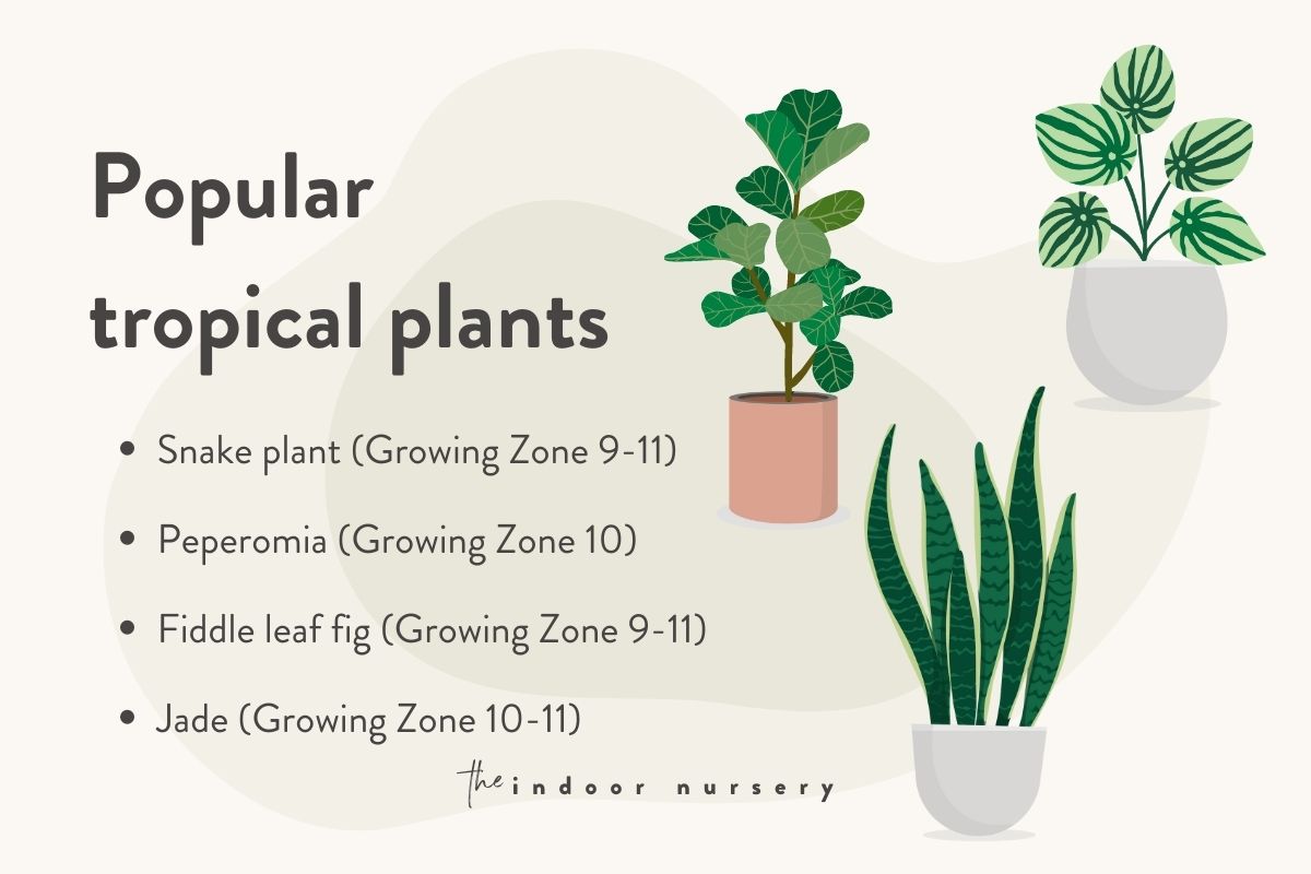 popular tropical plants hardiness zone