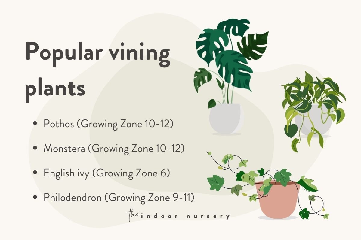 popular vinng plants hardiness zone