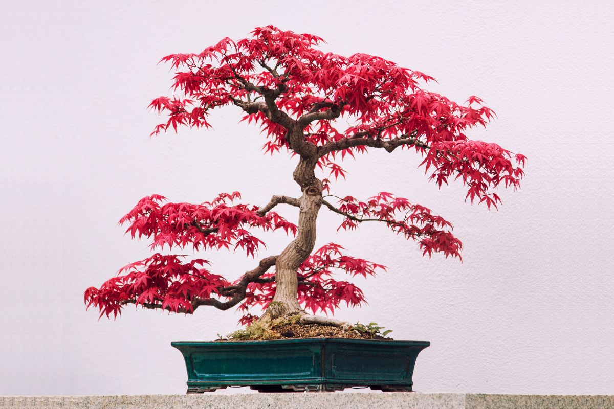 How to care for a Red Maple bonsai tree