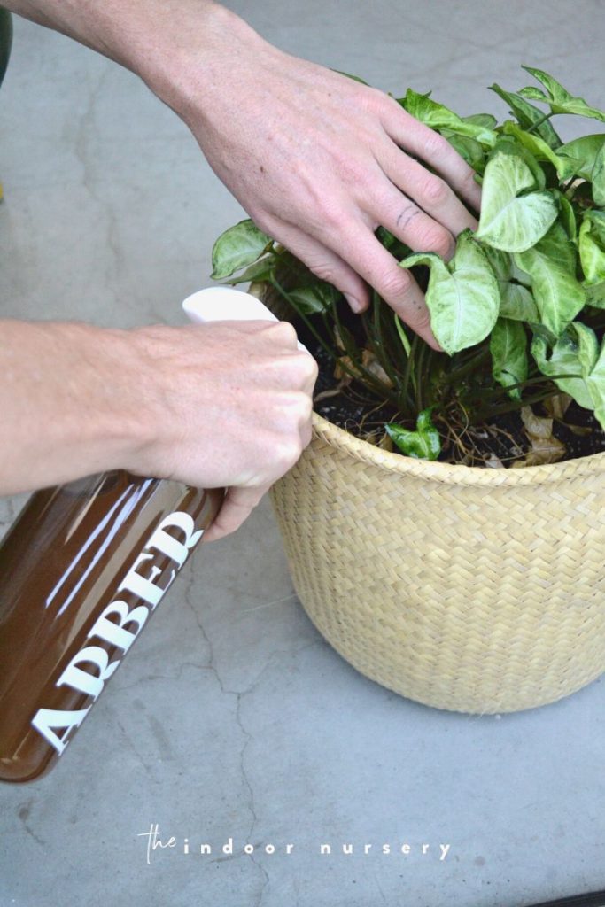 spraying arber plant food onto houseplants