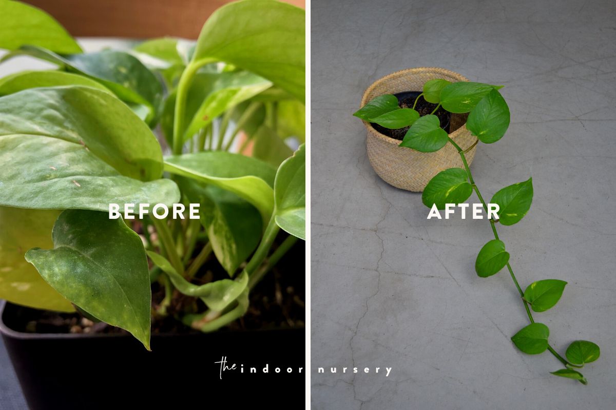 treating mealy bugs on pothos plant