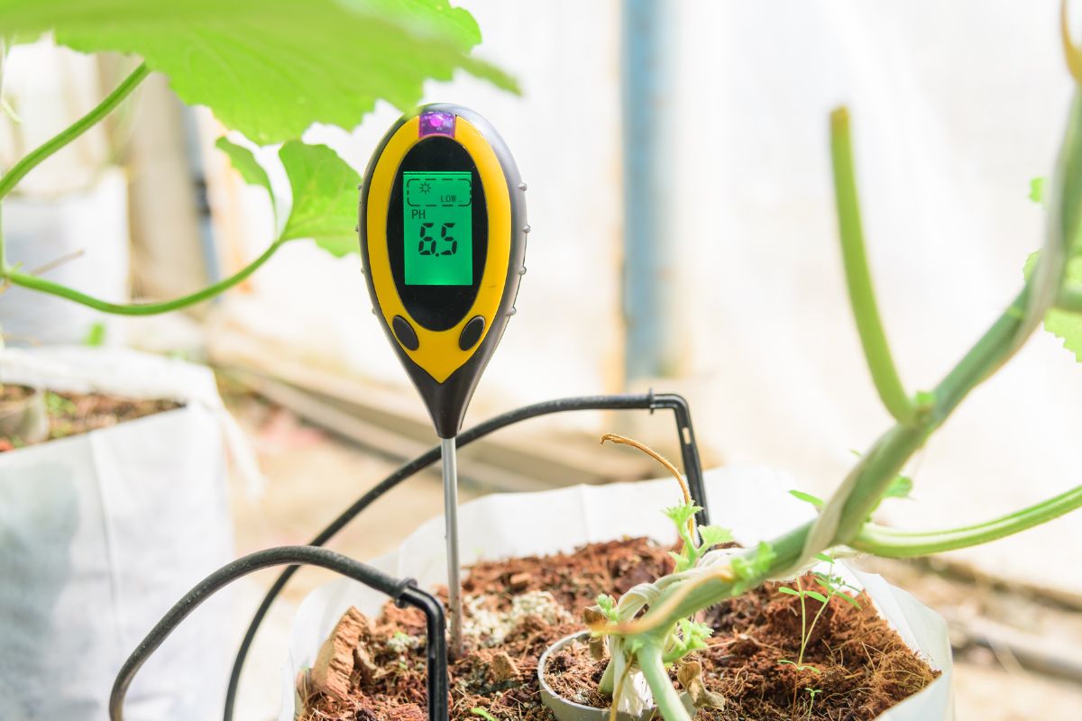How to test soil pH with a pH meter indoors 
