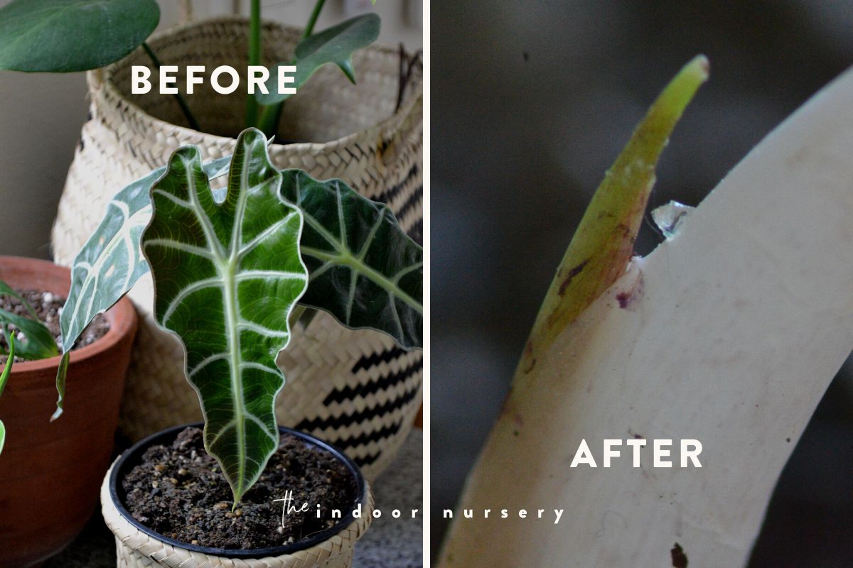 indoor plant before and after oedema