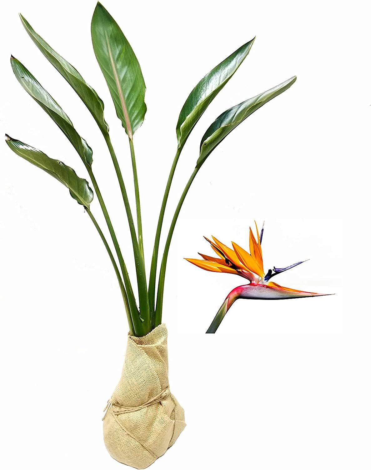 Bird of paradise care tips for a happy, vibrant tropical paradise