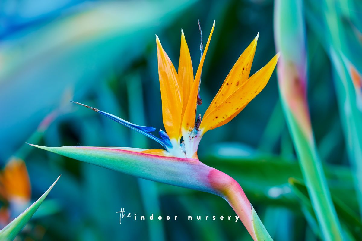 Bird of paradise care tips for a happy, vibrant tropical paradise
