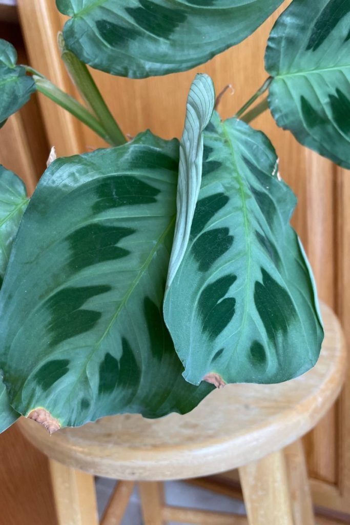 [SOLVED] Why are my calathea leaves curling?