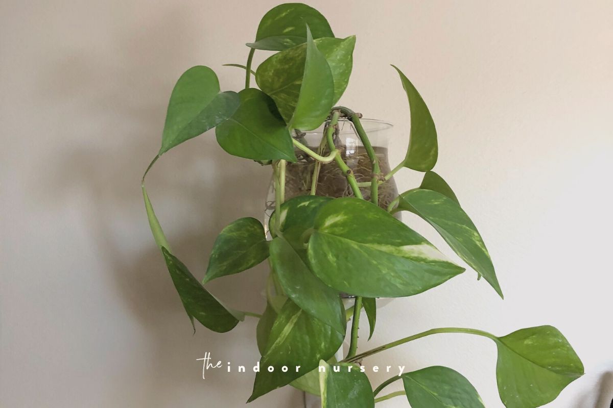 How to grow pothos in water for *decades*