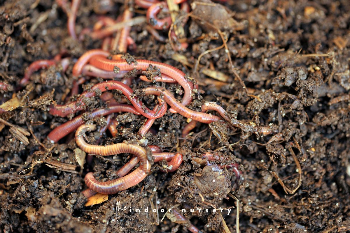 healthy worms and worm castings
