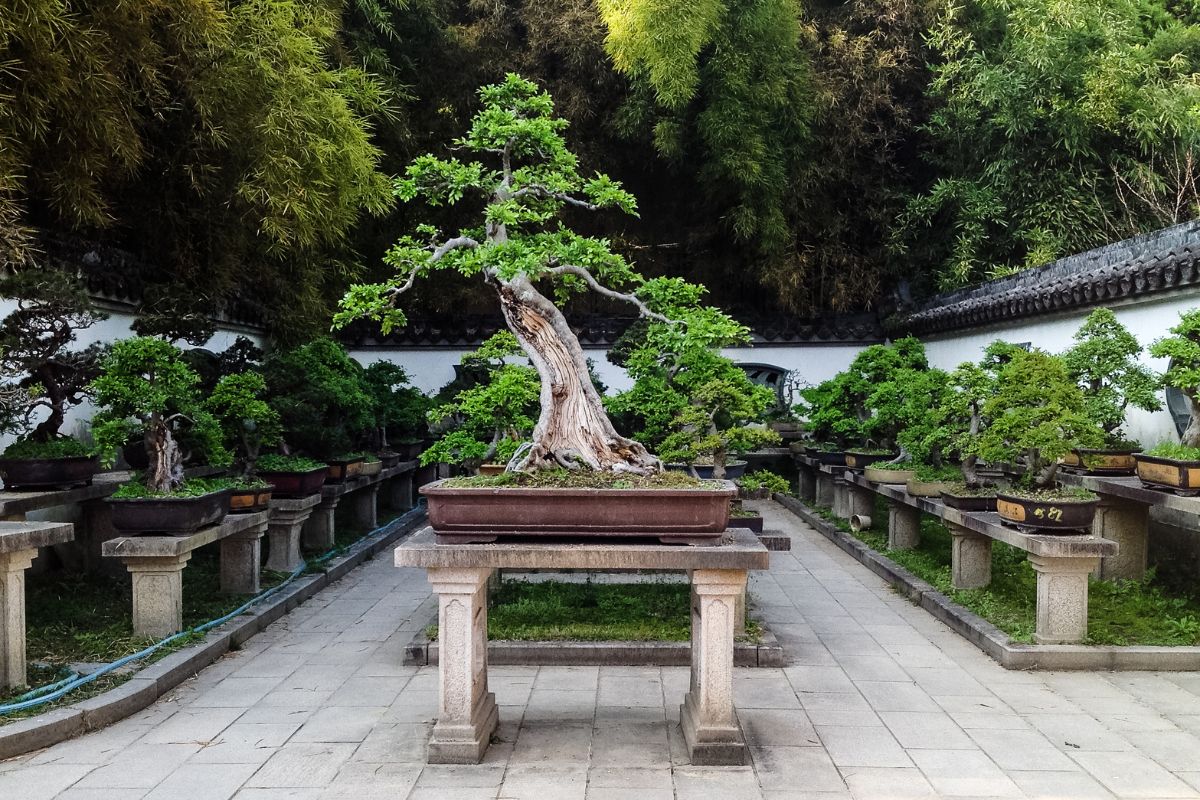 How long do bonsai trees live? Longer than you.