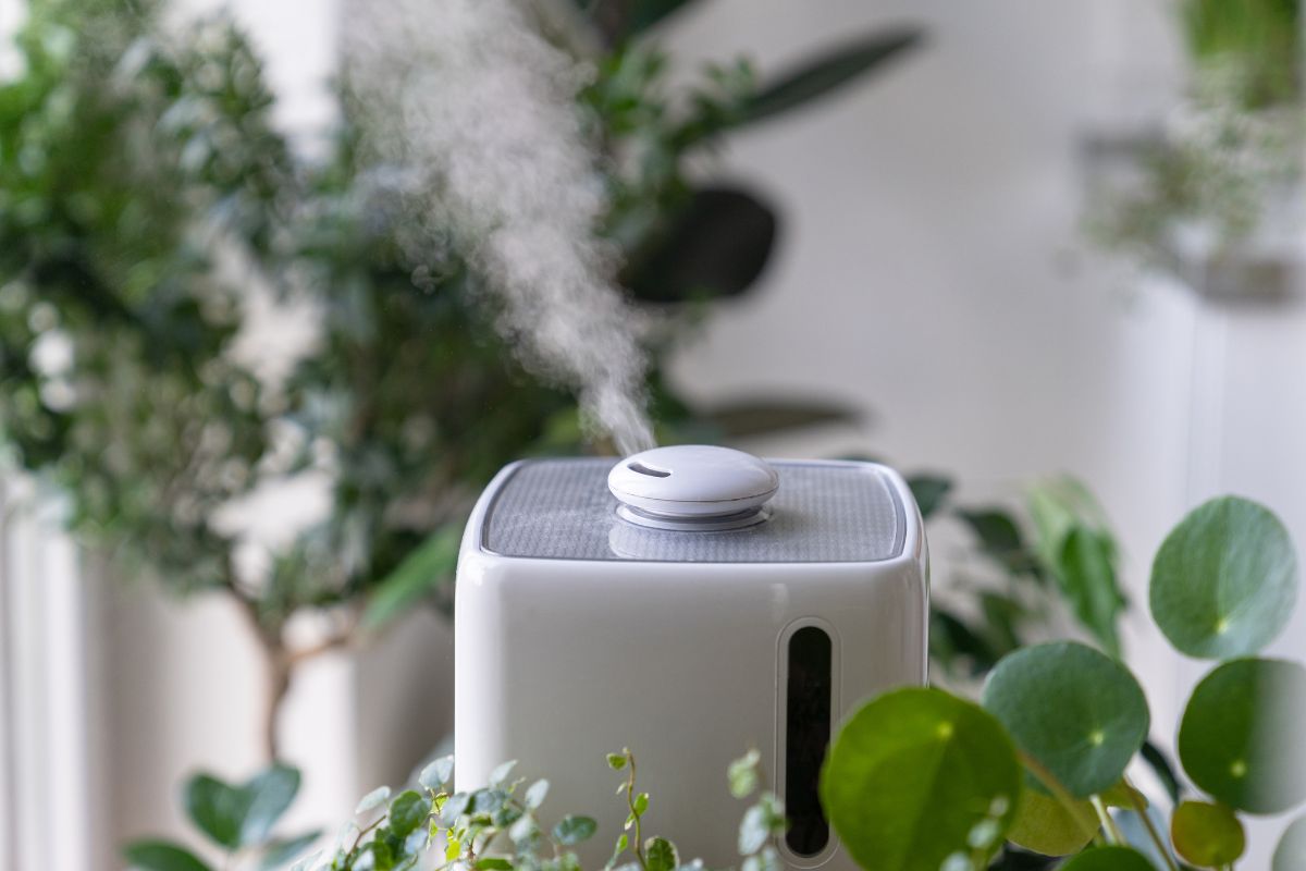 How long should you run a humidifier for indoor plants?