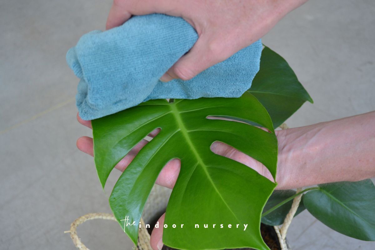 How to clean monstera leaves gently (and how often)
