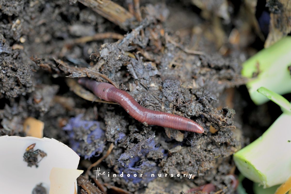How to use worm castings for happy plants