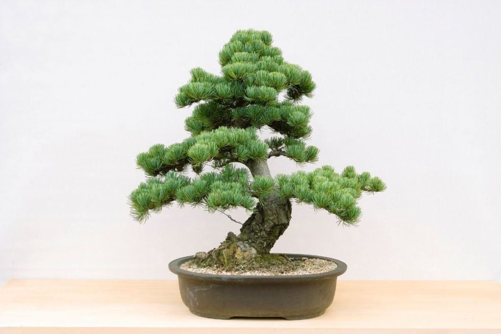 How long do bonsai trees live? Longer than you.