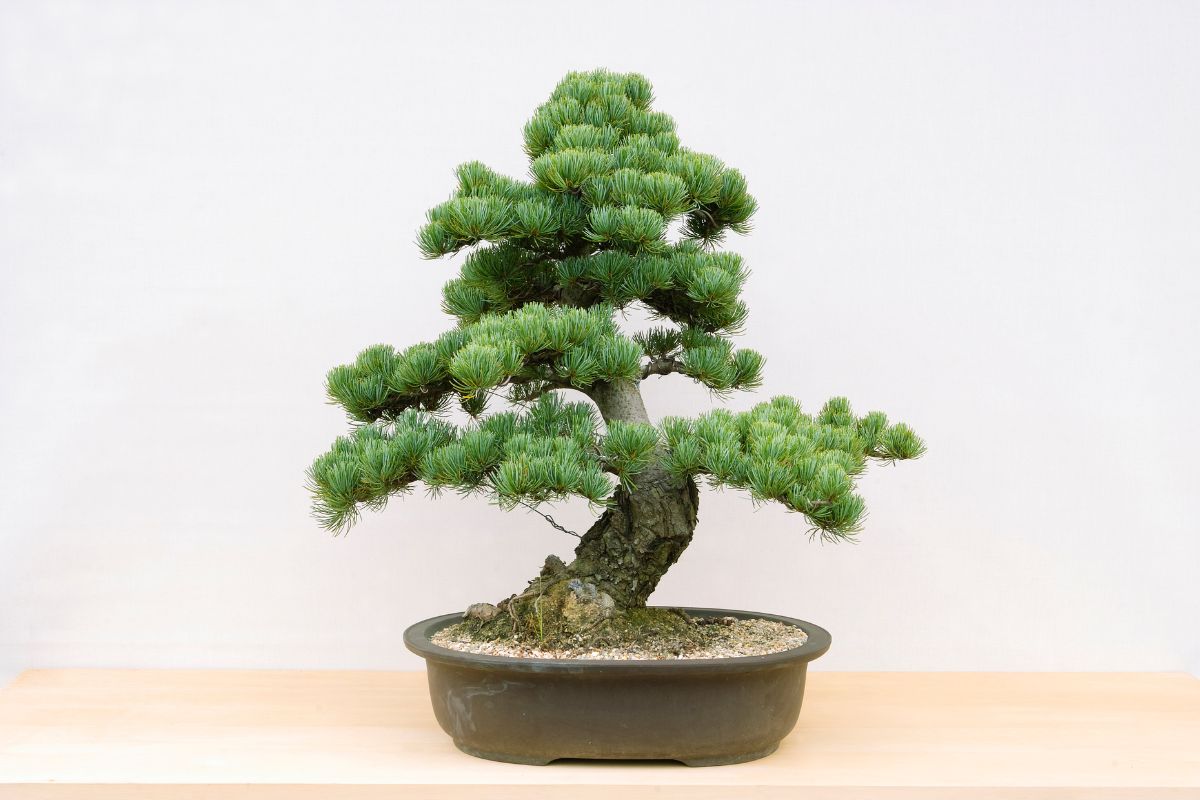 indoor pine bonsai tree
