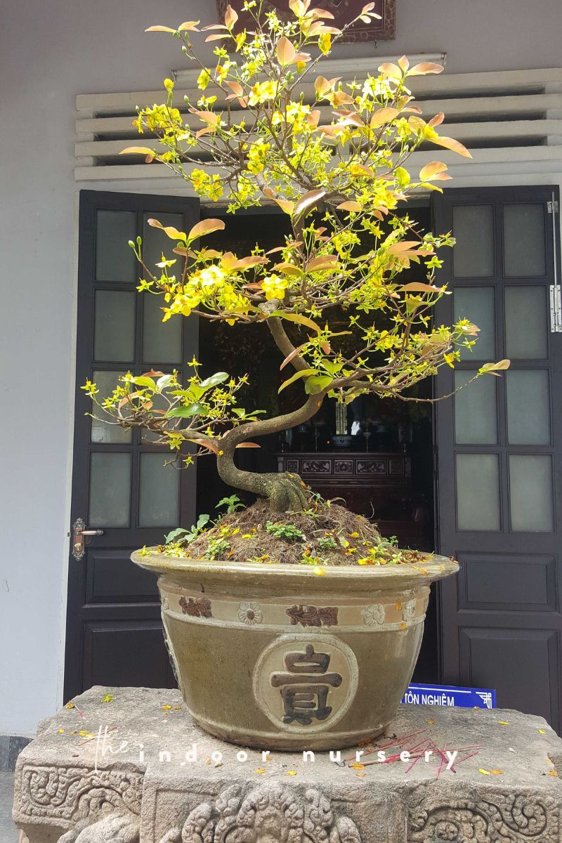 informal upright bonsai