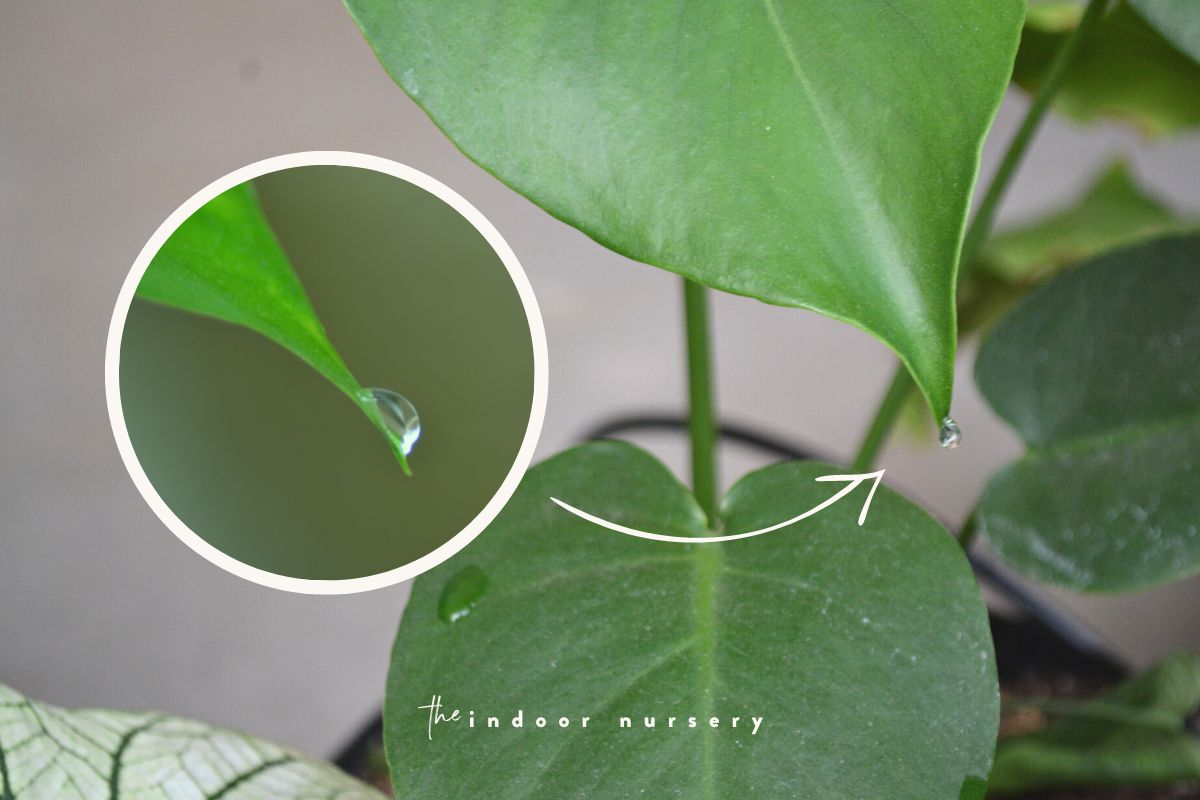 philodendron plant dripping water