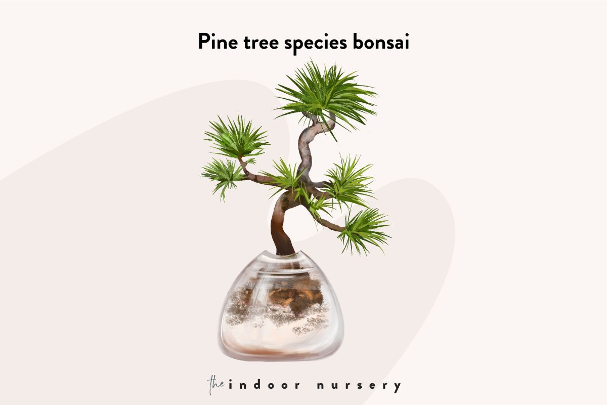 pine tree species bonsai