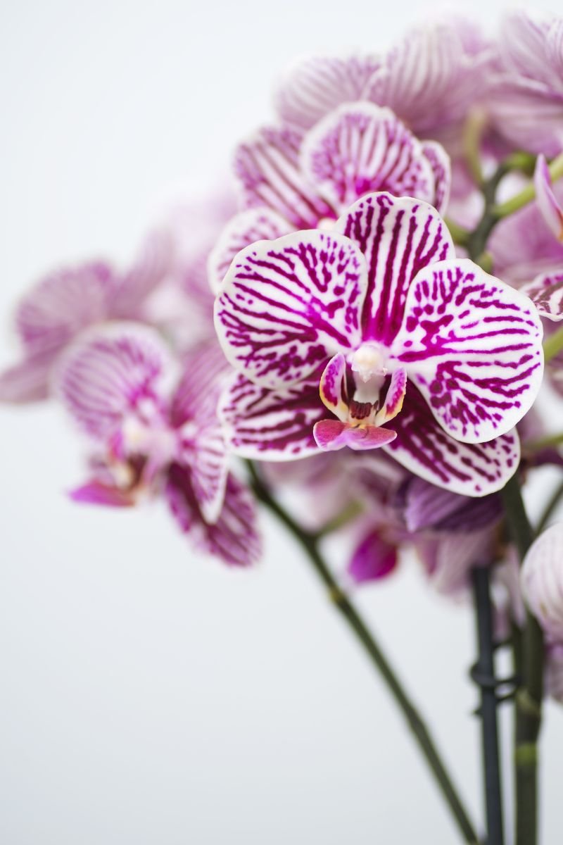 The best grow lights for orchids for beautiful blooms