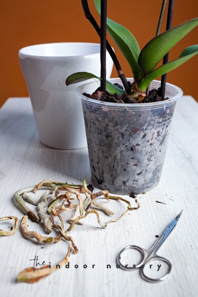 A process of repotting orchids with scissors