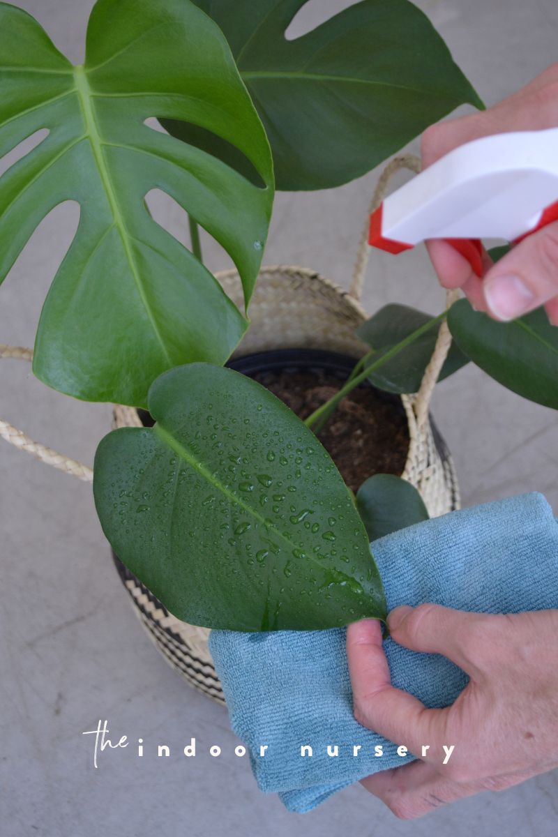spray monstera leaf with leaf cleaning mixture