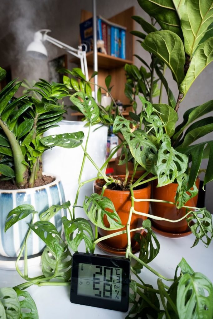 How long should you run a humidifier for indoor plants?