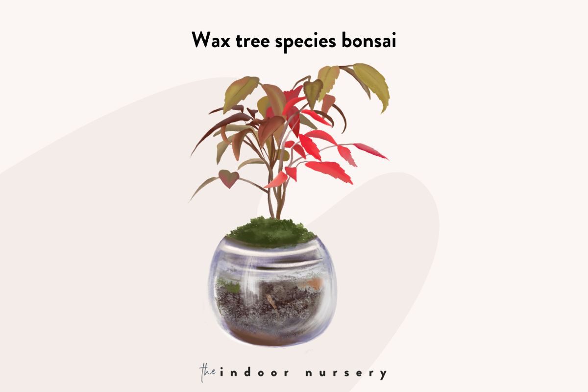 wax tree species bonsai