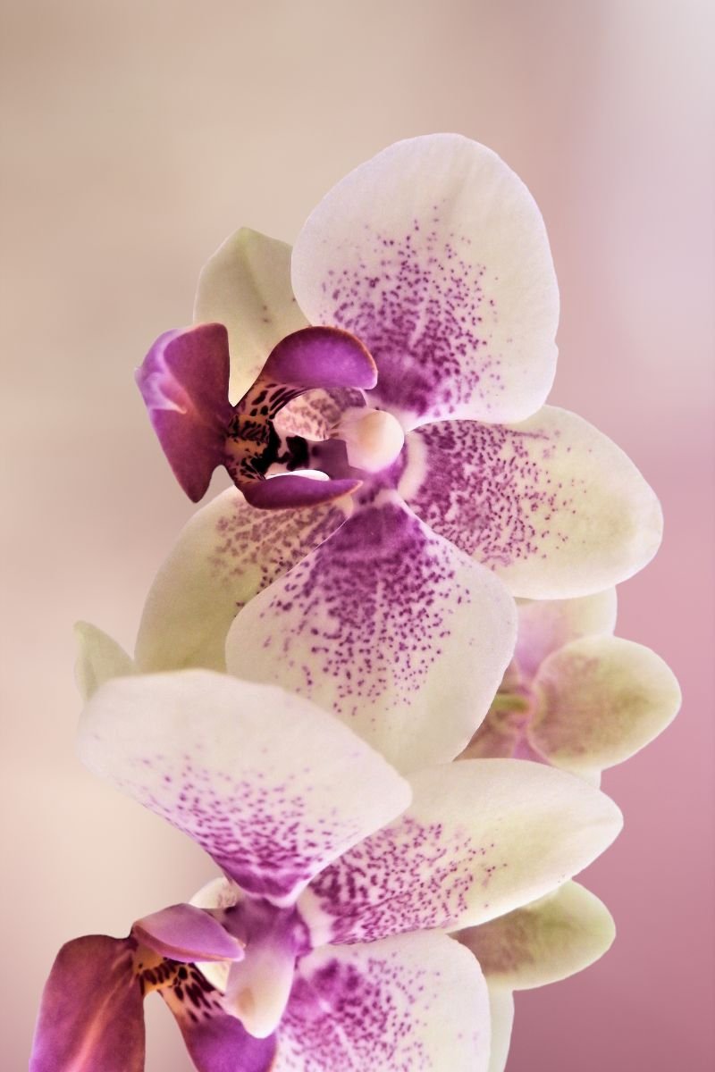 The best grow lights for orchids for beautiful blooms