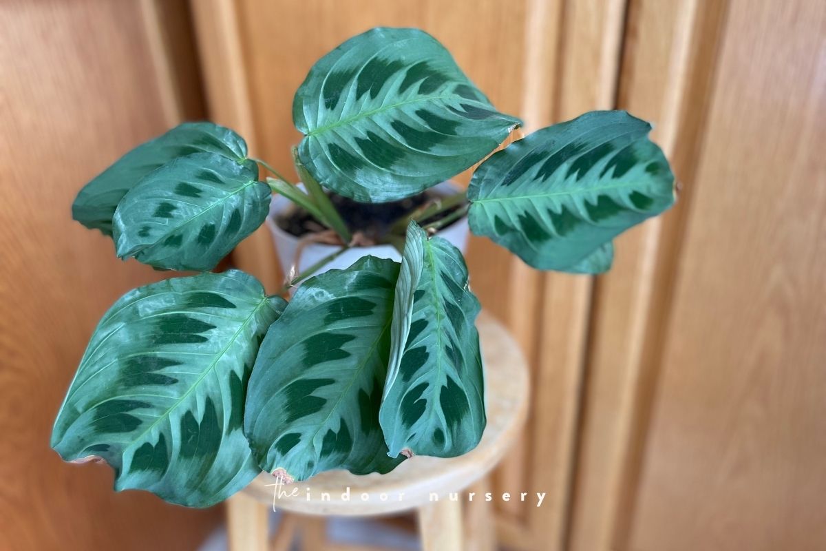 why are my calathea leaves curling