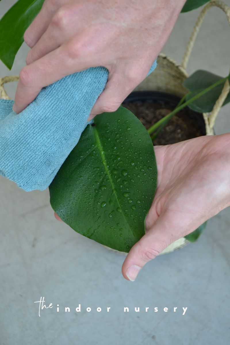wipe monstera leaf with microfiber cloth